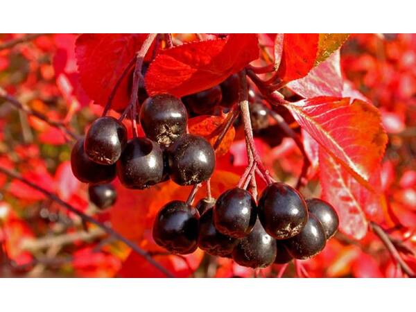 Aronia
