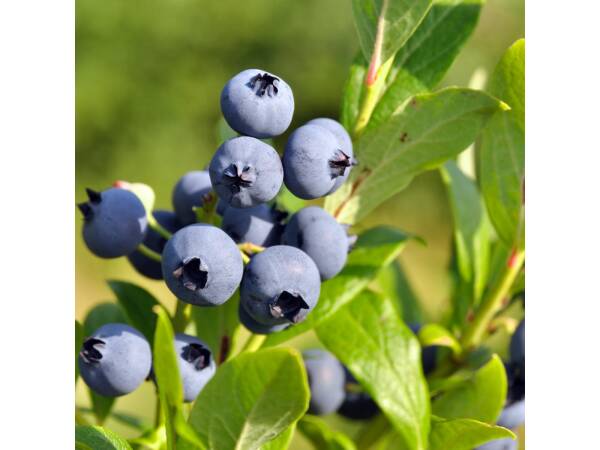 Blaubeeren