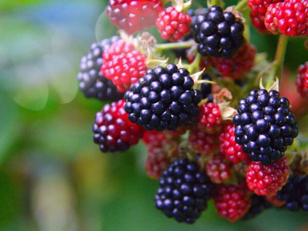 Brombeeren