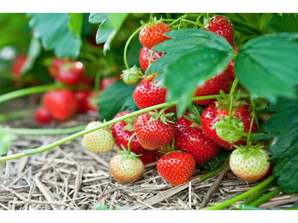 Erdbeeren