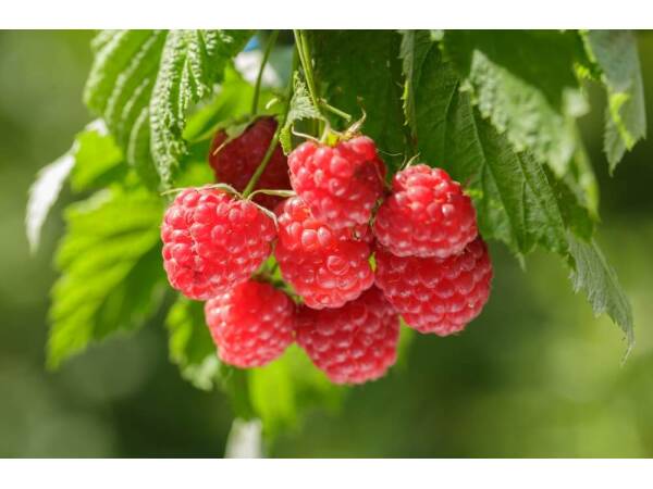 Himbeeren