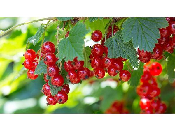 Johannisbeeren