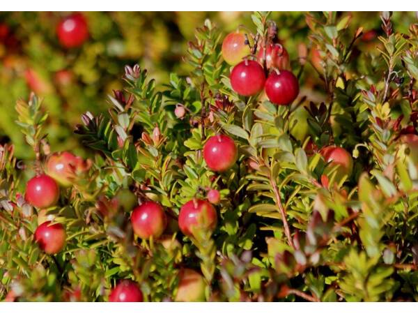 Preiselbeeren