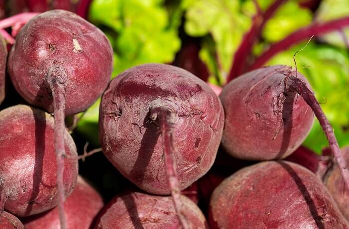 Rote Beete Tropfbewässerung